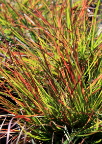 Pennisetum alopecuroides 'Burgundy Bunny'